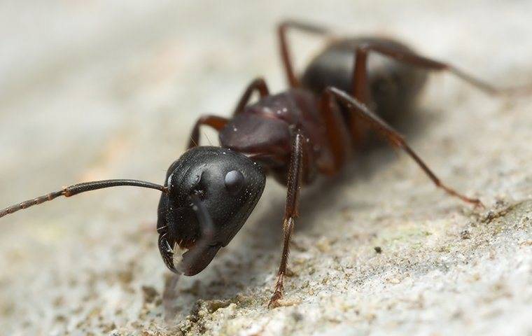 close up of a carpenter ant