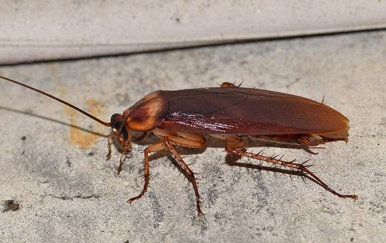 an up close image of a cockroach crawling in a basement