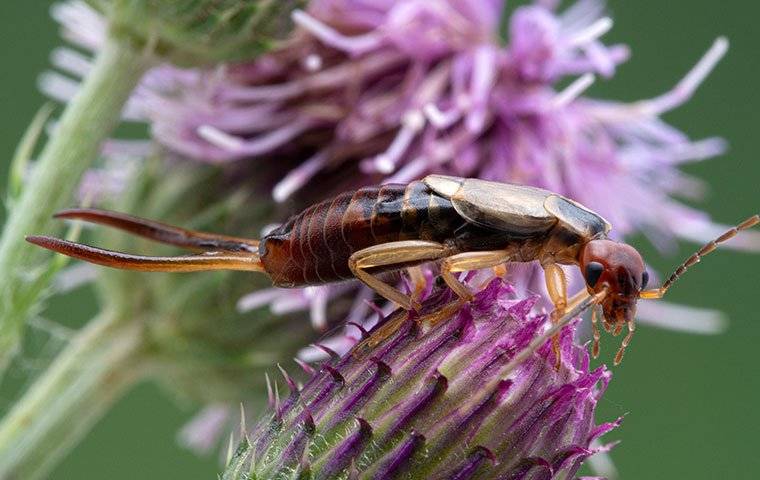 earwig on purple clover