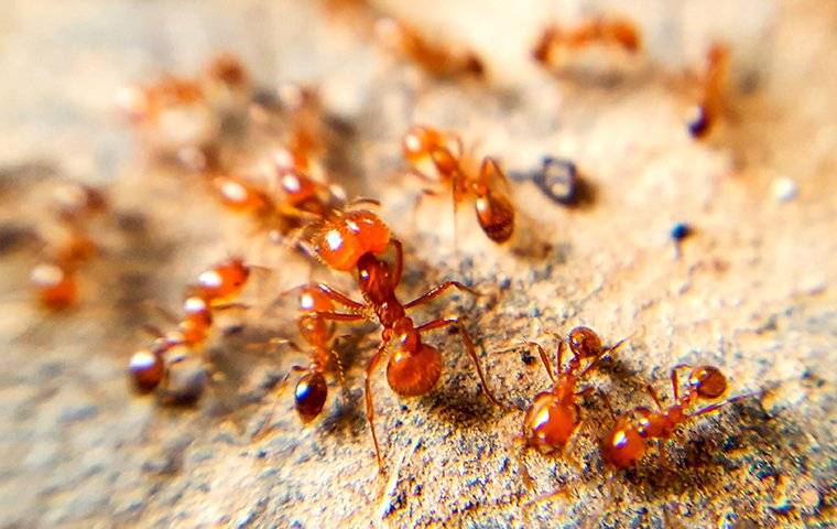 fire ant colony crawling on the ground