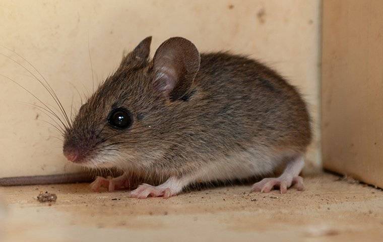 a house mouse crawling in a cupboard in a kitchen