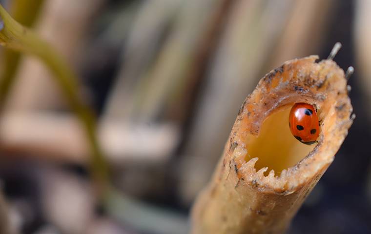 a ladybug crawling inside a stick