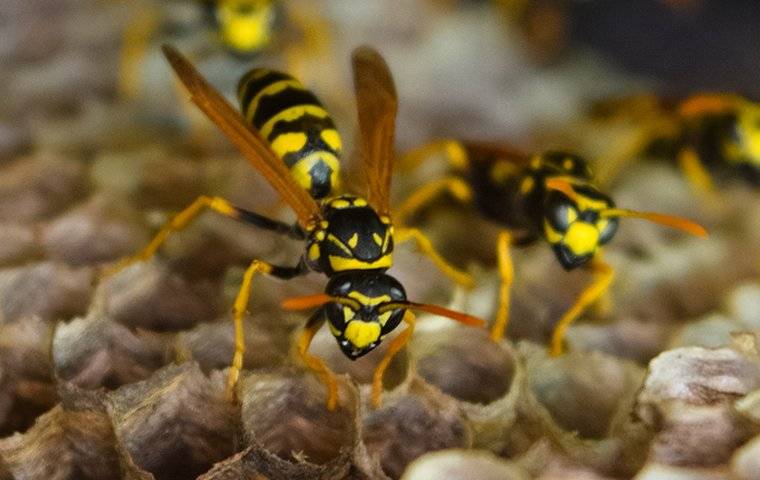 many wasps on a nest