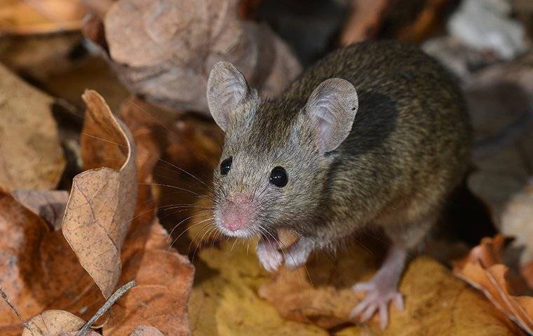 a mouse outdoors in leaves