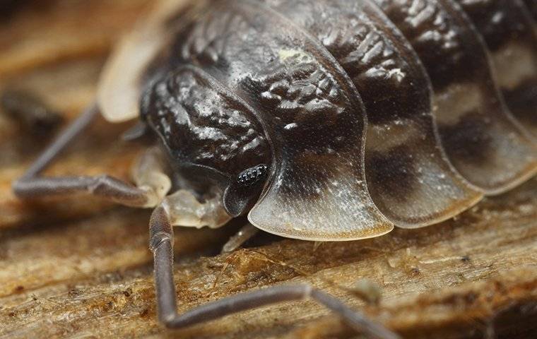 a sow bug on a piece of wood