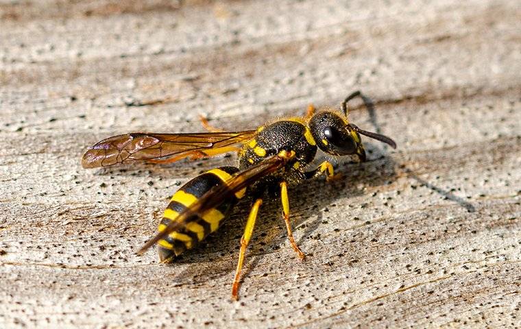 a wasp that landed on a wooden table
