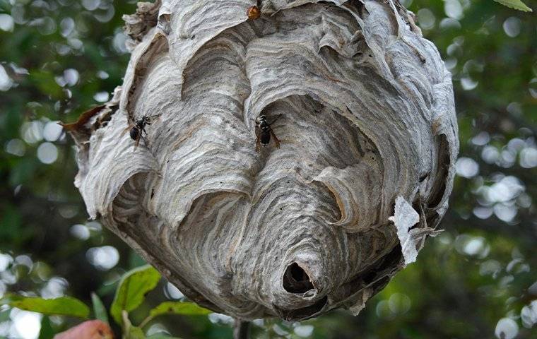 wasp nest in tree