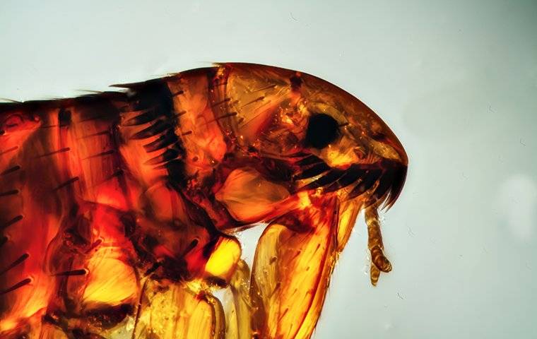 flea under a microscope
