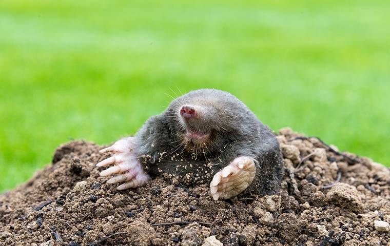 mole on a lawn