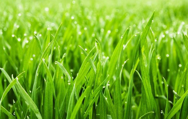 beautiful grass in reno