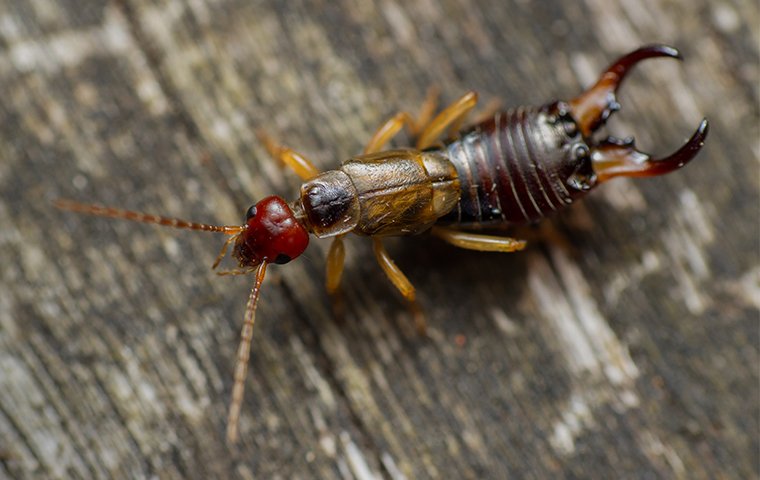 Earwig control and treatments