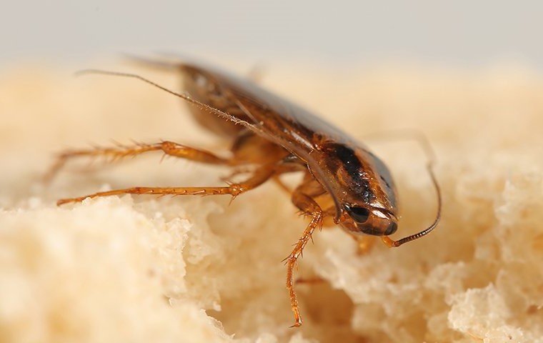 close up of cockroach on bread