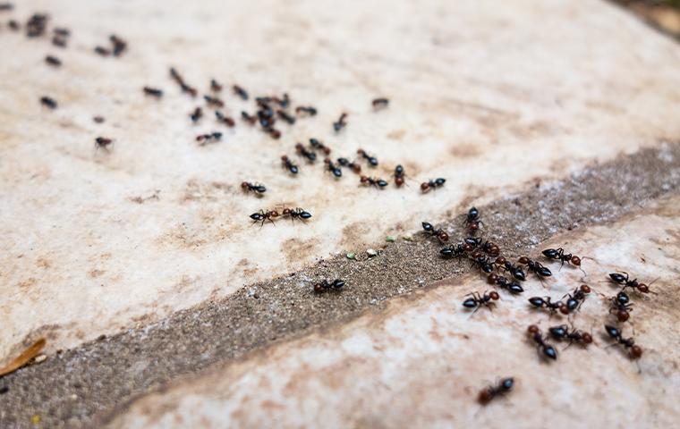 ants marching on tiles