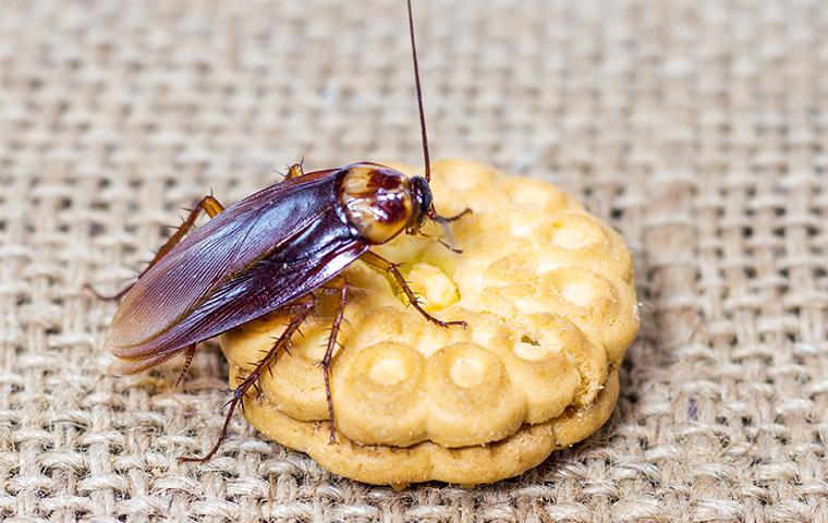 a cockroach on a cookie
