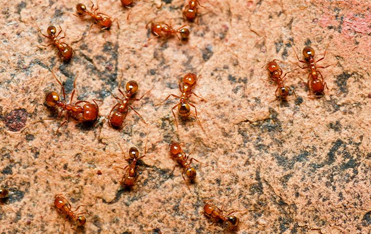 several fire ants outdoors