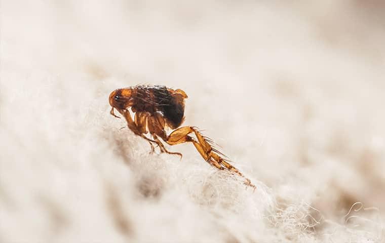 a flea jumping on furniture