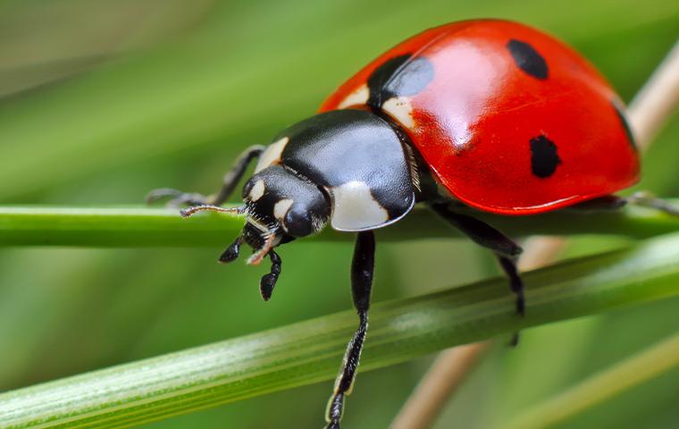 lady bug on grass blade