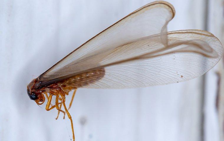 a termite swarmer caught on a web