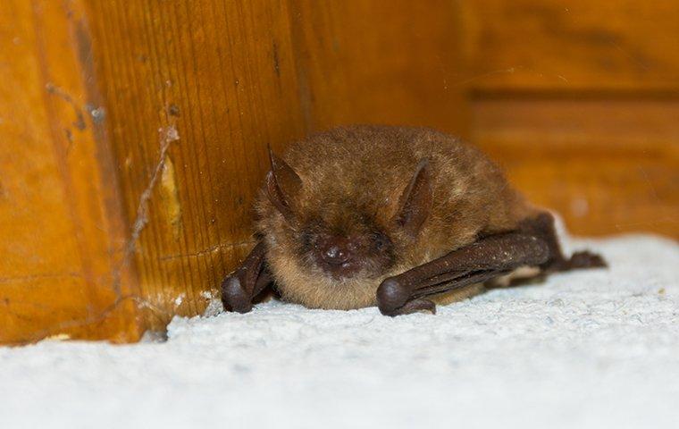 a little brown bat in a home