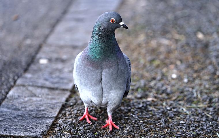 a pigeon walking outside