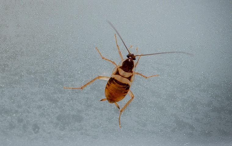 a brown banded cockroach