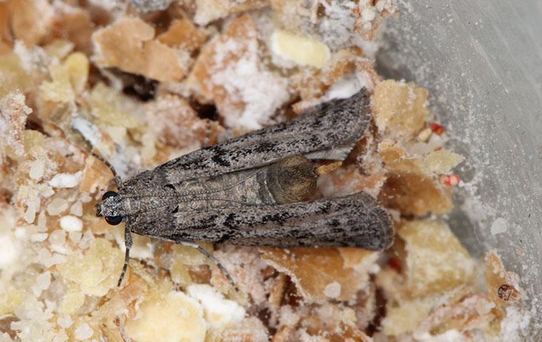 a grain moth