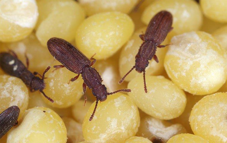 multiple sawtoothed grain beetles