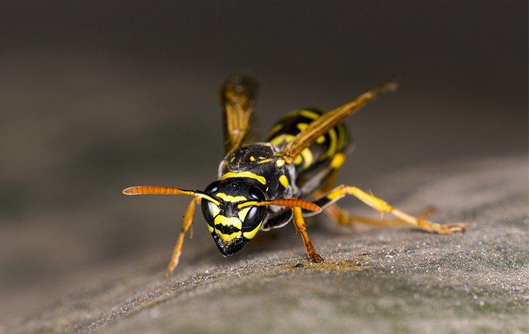 a wasp up close