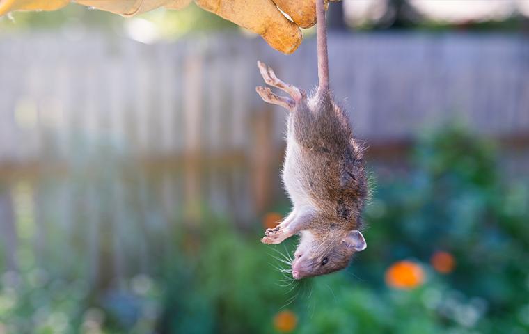 a technician holding a dead rat