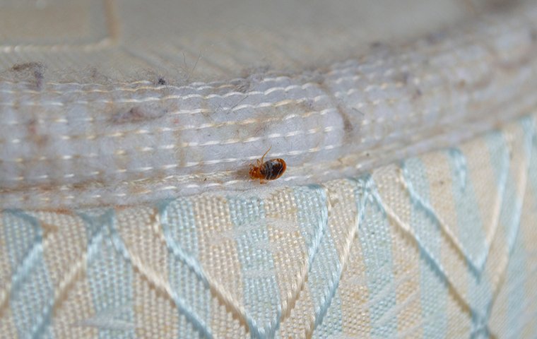 a bed bug crawling on a bed inside of a home in manhattan new york