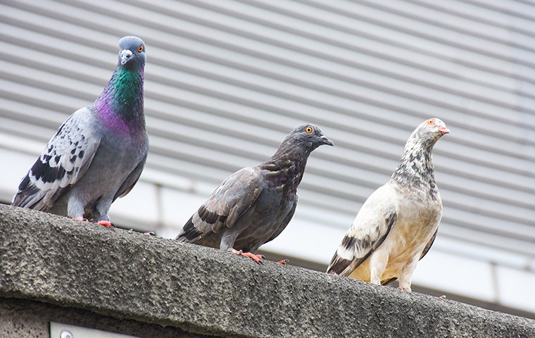 three pigeons perched the roof of a home in brooklyn new york