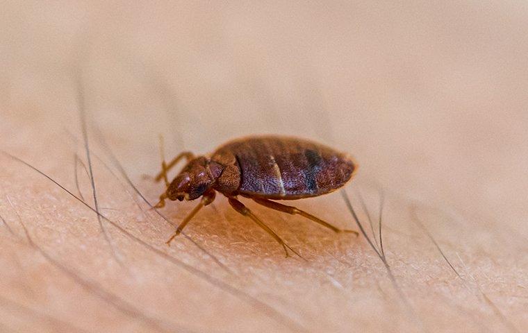a bed bug biting human skin