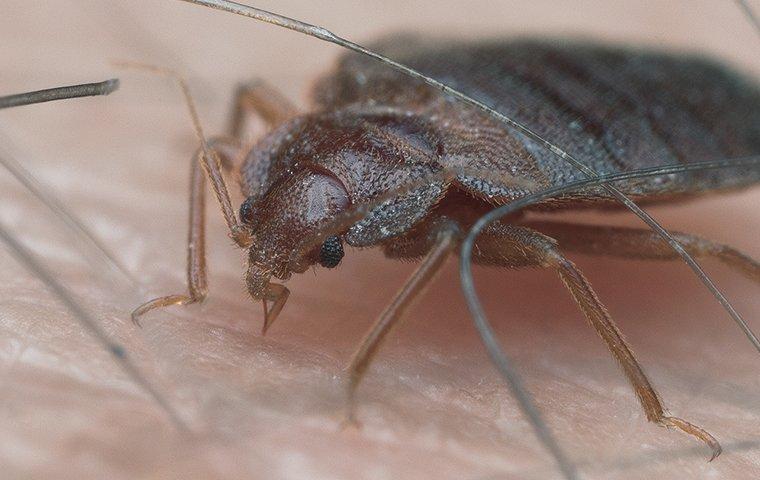 a bed bug sucking on human blood