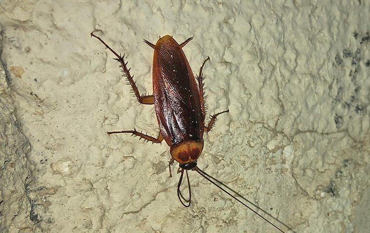 a cockroach crawling down a cement wall