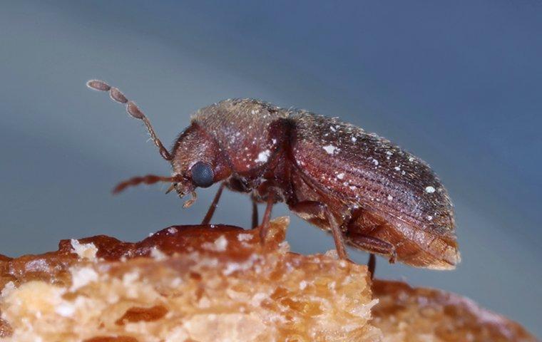 a beetle on a piece of bread