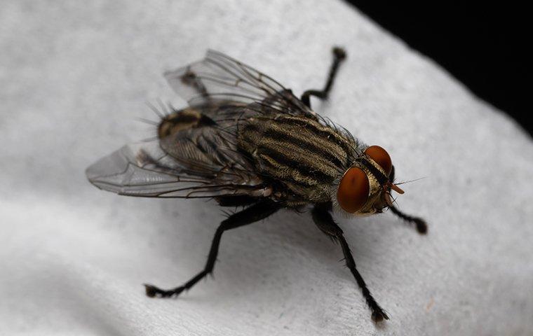 a house fly crawling on cloth in a kitchen
