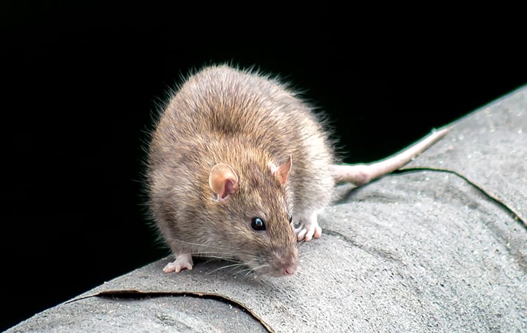 a rat crawling on a surface inside of a home in new york city