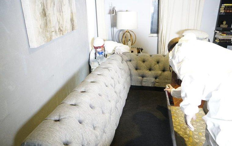 two pest control service technicians inspecting and treating a couch for bed bugs inside of a home in manhattan new york