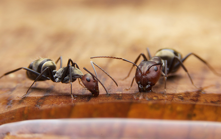 Ants Infest While Seeking Food & Water two ants drinking water inside a home in pryor oklahoma