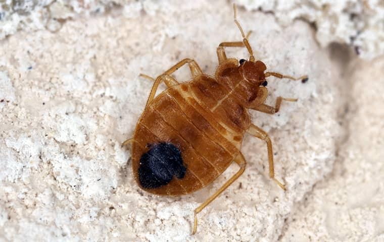 Bed Bugs Are Difficult Pests To Kill a bed bug crawling on the ground in oklahoma