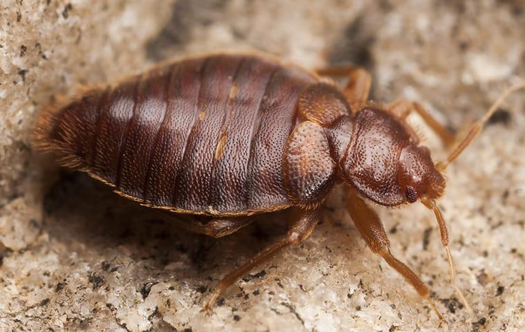 How Do Bed Bugs Start In Your Home Can This 1 Simple Tip Really Kill