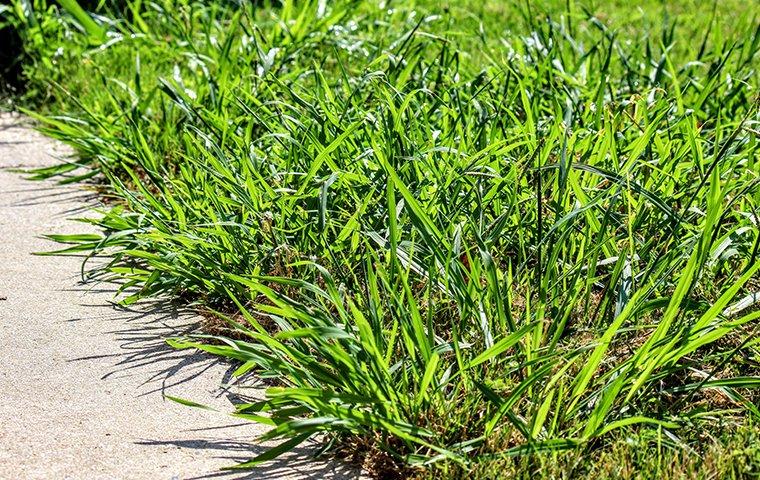crab grass weeds in a green lawn