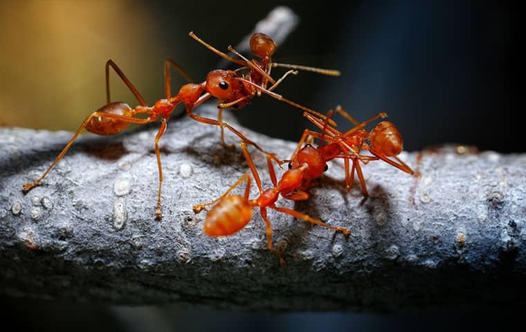 fire ants fighting on a tulsa property