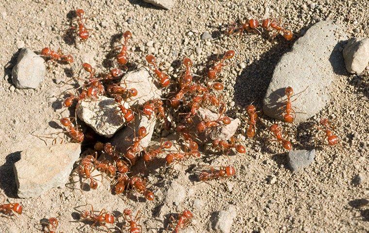ants crawling on rocks