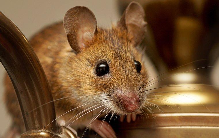 house mouse crawling on furniture