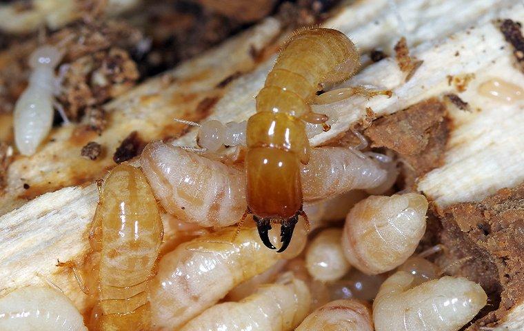 a colony of termites destroying wood