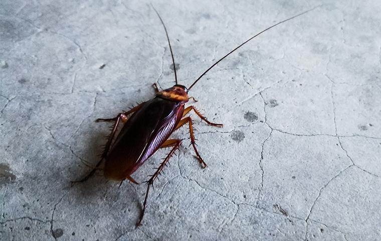 Avoid Disease With Cockroach Prevention a cockroach inside a home in rogers county oklahoma