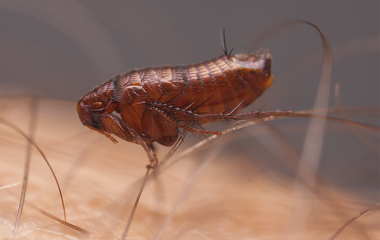 Fleas & Ticks Are Blood Drinking Parasites a flea on a persons head in pryor oklahoma