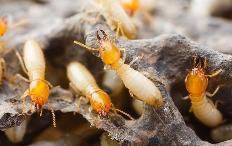Don't Let Termites Cause Problems For You up close image of termites in pryor oklahoma