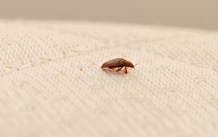 a bed bug crawling on a mattress inside of a home in fort worth texas